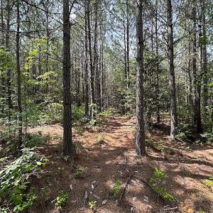 Photo #19 of SOLD property in Blue Star Highway, Jarratt, VA 28.0 acres