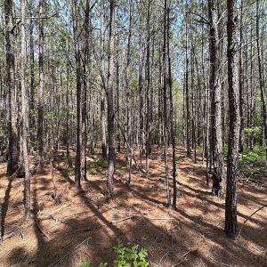 Photo #5 of SOLD property in Blue Star Highway, Jarratt, VA 28.0 acres