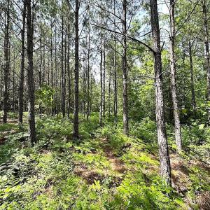 Photo #8 of SOLD property in Blue Star Highway, Jarratt, VA 28.0 acres