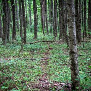 Photo #10 of SOLD property in Off Squirrel Spur Rd, Meadows of Dan, VA 20.0 acres