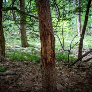 Photo #11 of SOLD property in Off Squirrel Spur Rd, Meadows of Dan, VA 20.0 acres