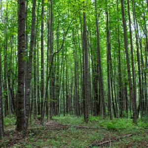 Photo #16 of SOLD property in Off Squirrel Spur Rd, Meadows of Dan, VA 20.0 acres