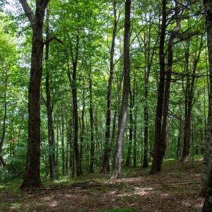 Photo #19 of SOLD property in Off Squirrel Spur Rd, Meadows of Dan, VA 20.0 acres