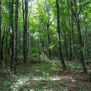 Photo #20 of SOLD property in Off Squirrel Spur Rd, Meadows of Dan, VA 20.0 acres
