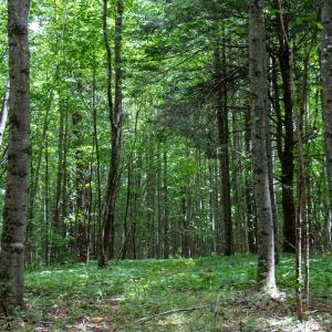 Photo #21 of SOLD property in Off Squirrel Spur Rd, Meadows of Dan, VA 20.0 acres