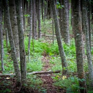 Photo #22 of SOLD property in Off Squirrel Spur Rd, Meadows of Dan, VA 20.0 acres