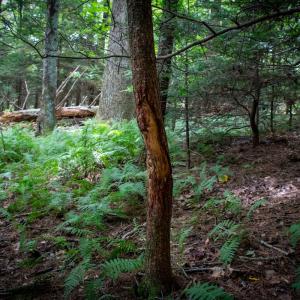 Photo #23 of SOLD property in Off Squirrel Spur Rd, Meadows of Dan, VA 20.0 acres