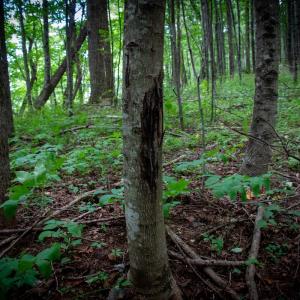Photo #25 of SOLD property in Off Squirrel Spur Rd, Meadows of Dan, VA 20.0 acres