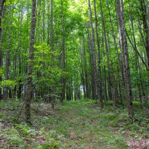 Photo #5 of SOLD property in Off Squirrel Spur Rd, Meadows of Dan, VA 20.0 acres