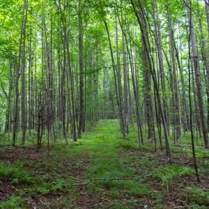 Photo #6 of SOLD property in Off Squirrel Spur Rd, Meadows of Dan, VA 20.0 acres