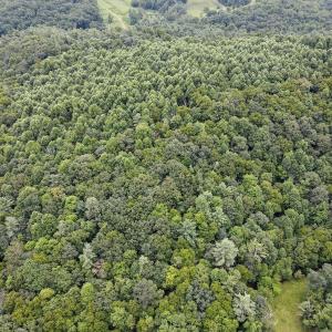 Photo #8 of SOLD property in Off Squirrel Spur Rd, Meadows of Dan, VA 20.0 acres