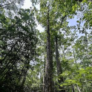 Photo #12 of Off Gordon Lane - Lot 27, Macon, NC 1.0 acres