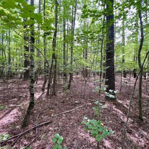 Photo #14 of Off Gordon Lane - Lot 27, Macon, NC 1.0 acres