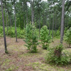 Photo #12 of Off Sail View Lane, Macon, NC 1.0 acres