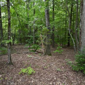 Photo #19 of Off Sail View Lane, Macon, NC 1.0 acres