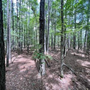Photo #31 of 337 PAMLICO BEACH RD, Belhaven, NC 1.9 acres
