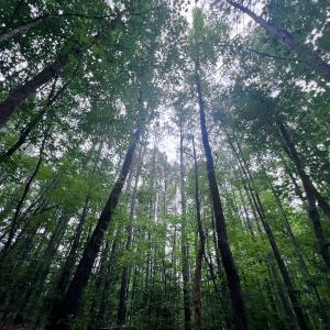 Photo #13 of SOLD property in Off 1607 SR, Warrenton, NC 5.0 acres