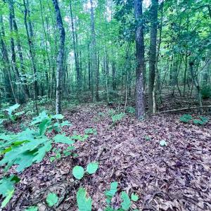 Photo #14 of SOLD property in Off 1607 SR, Warrenton, NC 5.0 acres