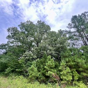 Photo #15 of SOLD property in Off 1607 SR, Warrenton, NC 5.0 acres