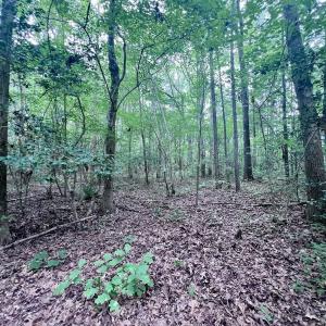 Photo #17 of SOLD property in Off 1607 SR, Warrenton, NC 5.0 acres