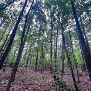 Photo #19 of SOLD property in Off 1607 SR, Warrenton, NC 5.0 acres
