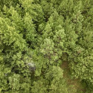 Photo #7 of SOLD property in Off 1607 SR, Warrenton, NC 5.0 acres