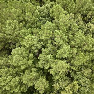Photo #8 of SOLD property in Off 1607 SR, Warrenton, NC 5.0 acres