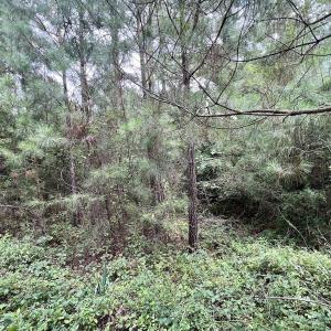 Photo #21 of SOLD property in Off 1607 SR, Warrenton, NC 5.0 acres