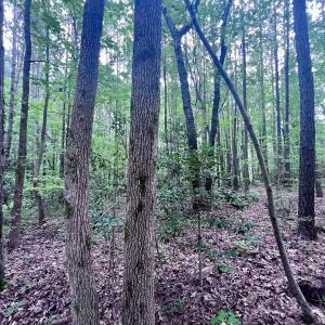 Photo #22 of SOLD property in Off 1607 SR, Warrenton, NC 5.0 acres