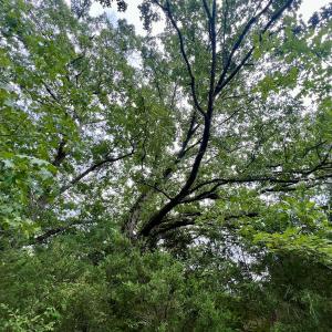 Photo #23 of SOLD property in Off 1607 SR, Warrenton, NC 5.0 acres