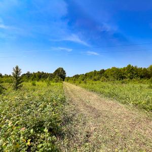 Photo #3 of SOLD property in  Off Cedar Bluff Road, Boydton, VA 105.2 acres