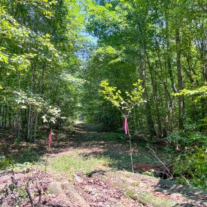 Photo #16 of SOLD property in  Off Cedar Bluff Road, Boydton, VA 105.2 acres