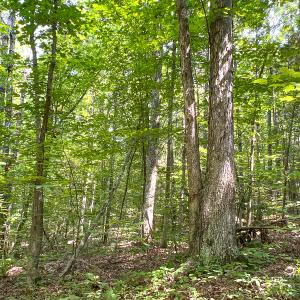 Photo #18 of SOLD property in  Off Cedar Bluff Road, Boydton, VA 105.2 acres