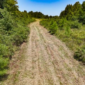 Photo #20 of SOLD property in  Off Cedar Bluff Road, Boydton, VA 105.2 acres