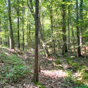 Photo #21 of SOLD property in  Off Cedar Bluff Road, Boydton, VA 105.2 acres