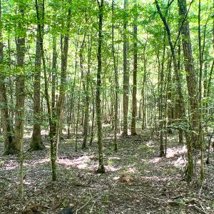 Photo #22 of SOLD property in  Off Cedar Bluff Road, Boydton, VA 105.2 acres