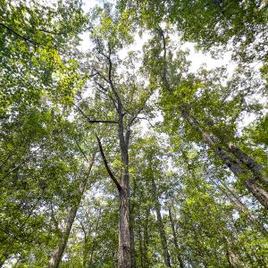 Photo #25 of SOLD property in  Off Cedar Bluff Road, Boydton, VA 105.2 acres