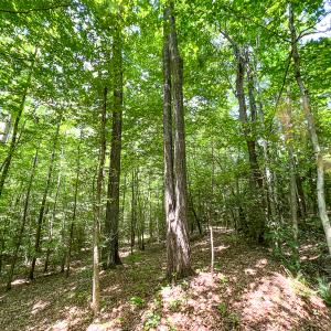 Photo #27 of SOLD property in  Off Cedar Bluff Road, Boydton, VA 105.2 acres