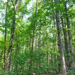 Photo #35 of SOLD property in  Off Cedar Bluff Road, Boydton, VA 105.2 acres