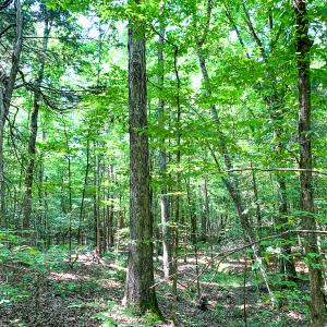 Photo #36 of SOLD property in  Off Cedar Bluff Road, Boydton, VA 105.2 acres