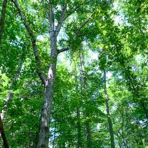 Photo #37 of SOLD property in  Off Cedar Bluff Road, Boydton, VA 105.2 acres