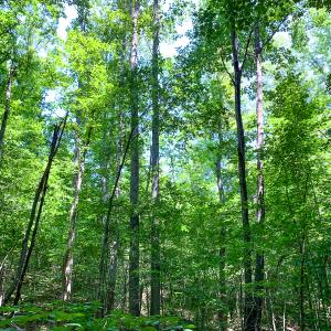 Photo #39 of SOLD property in  Off Cedar Bluff Road, Boydton, VA 105.2 acres