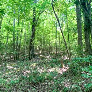Photo #40 of SOLD property in  Off Cedar Bluff Road, Boydton, VA 105.2 acres