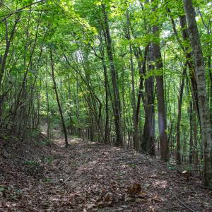 Photo #23 of SOLD property in OFF Deer Haven Dr, Callands, VA 74.5 acres