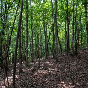 Photo #24 of SOLD property in OFF Deer Haven Dr, Callands, VA 74.5 acres