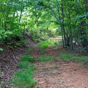 Photo #25 of SOLD property in OFF Deer Haven Dr, Callands, VA 74.5 acres