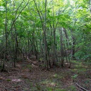 Photo #31 of SOLD property in OFF Deer Haven Dr, Callands, VA 74.5 acres