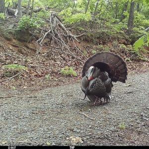 Photo #39 of SOLD property in OFF Deer Haven Dr, Callands, VA 74.5 acres