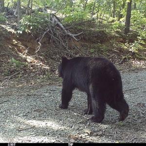 Photo #40 of SOLD property in OFF Deer Haven Dr, Callands, VA 74.5 acres