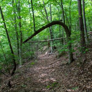 Photo #10 of SOLD property in Off Nicole Dr, Martinsville, VA 35.1 acres